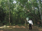 9260gt018b-forests-mature-sec-80-percent-cover.gif