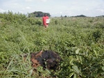 12341GT237_fallow_after_beans_with_burned_palmtree.JPG