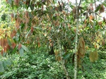 46536CIMG0825.JPG
