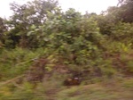 54844Berau (133).JPG