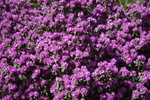 209IMG_4105.JPG