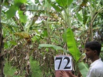 837472-plantation-banana-coco-a.jpg