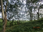 52757CIMG4474_调整大小.JPG