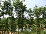 53432CIMG6756.JPG