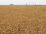 29373CIMG0607.JPG