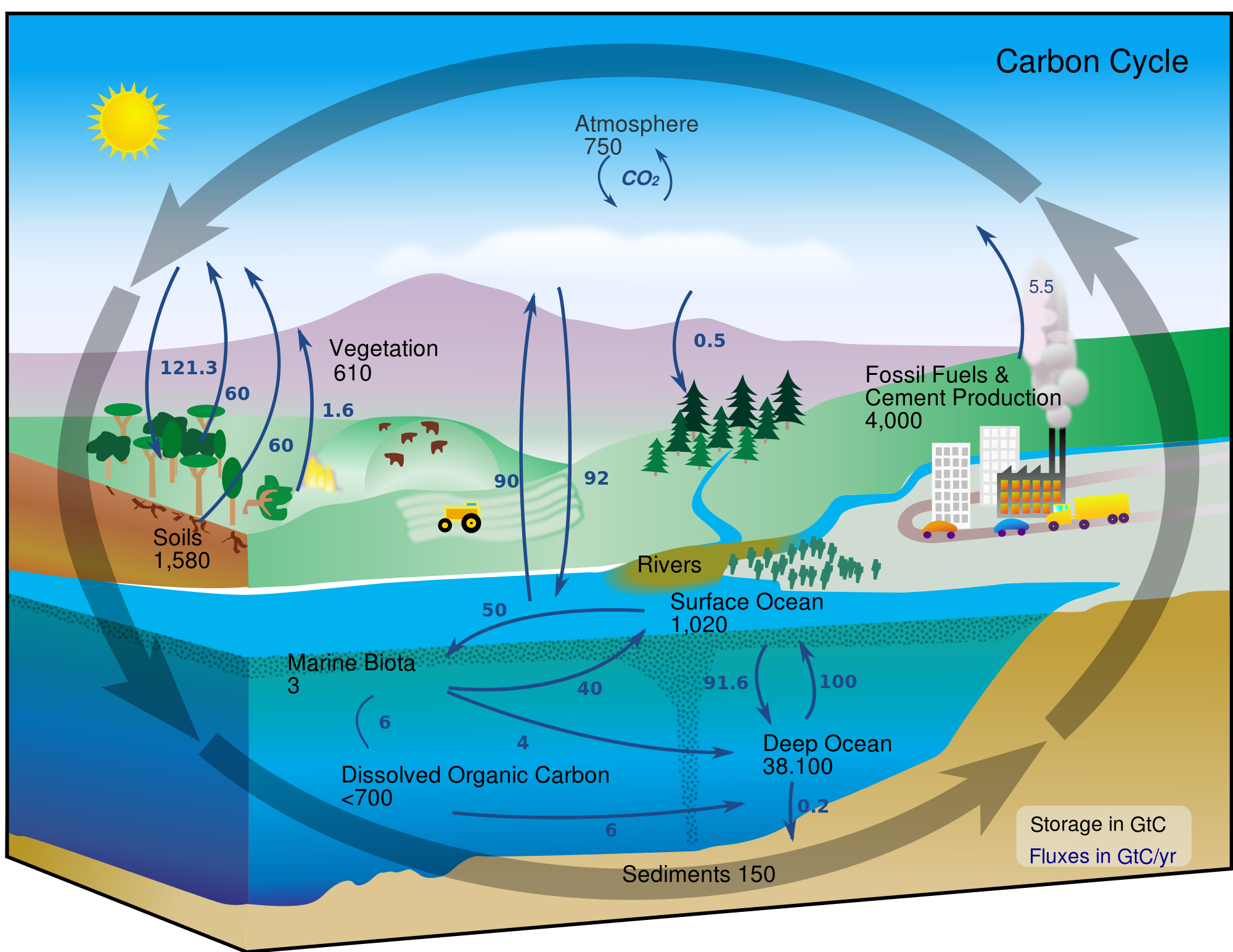 Carbon cycle